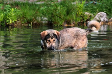Gölette kaplumbağa avlayan başıboş bir köpek.