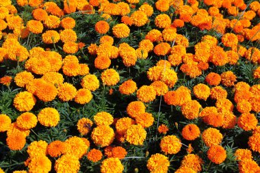 Meksika kadife çiçekleri ya da bahçeye dikilmiş Tagetes çiçekleri.