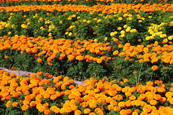 Mexican Marigold Tagetes Erecta Flowers Garden — Stockfoto