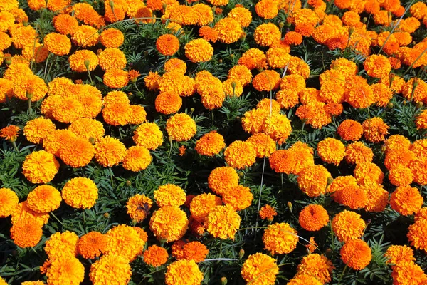 Meksika kadife çiçekleri ya da bahçeye dikilmiş Tagetes çiçekleri.