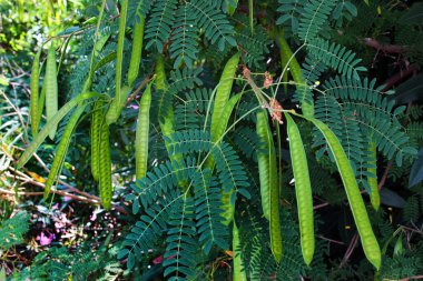 White leadtree, or Leucaena leucocephala leaves and pods