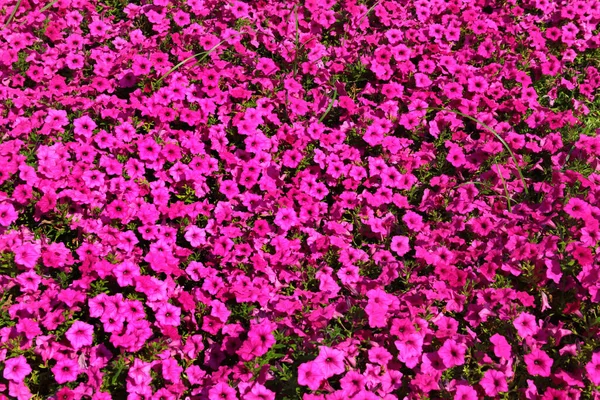 Purple Magenta Petunia Flowers Street Flowerbed — Stockfoto