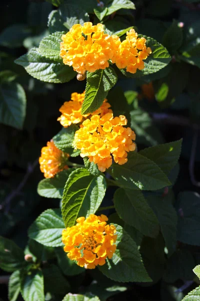 Sarı Lantana Çiçekleri Lantana Camara Bir Bahçede — Stok fotoğraf