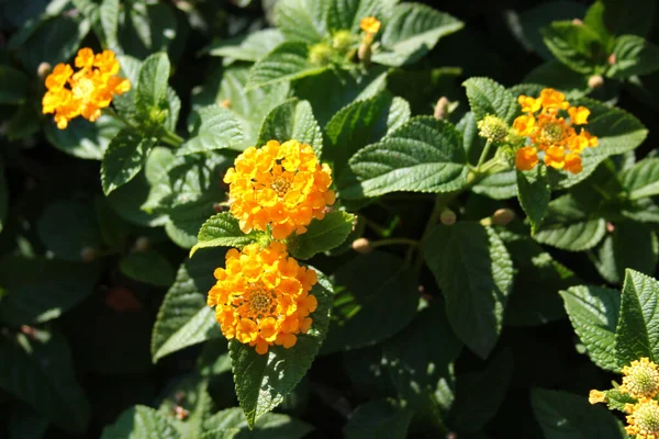 Yellow Lantana Flowers Lantana Camara Garden — Stock Photo, Image