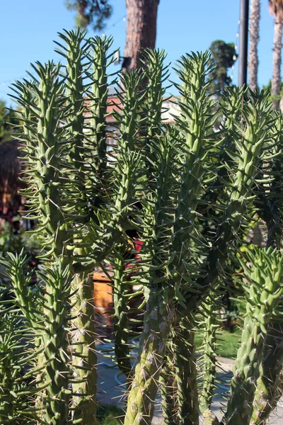 Austrocylindropuntia Subulata Species Cactus Native Peruvian Andes — Stockfoto