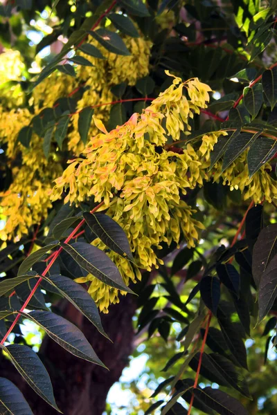 Lackbaum Oder Ailanthus Altissima Äste Und Blätter — Stockfoto