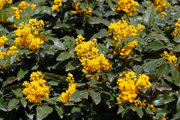 Berberis Aquifolium Oregon Grape Species Salmon Barberry — ストック写真