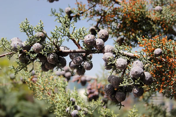 Monterey Cypress Cupressus Macrocarpa Garden — Stock Fotó