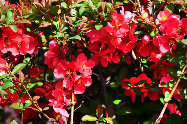 Japanese Quince Chaenomeles Japonica Flowers Springtime — Stock Fotó