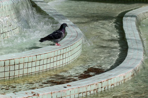 Pigeon City Fountain Ankara Turkey — Stok fotoğraf