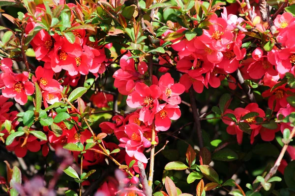 Japanese Quince Chaenomeles Japonica Flowers Springtime — Stock Fotó