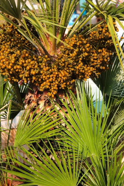 Chamaerops Humilis European Fan Palm Tree — Stockfoto
