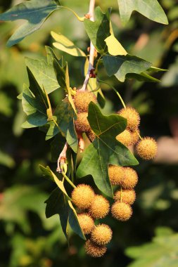 Fruit of a plane tree at late summer