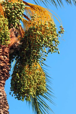 Green dates on a palm tree, Phoenix dactylifera
