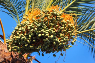 Green dates on a palm tree, Phoenix dactylifera