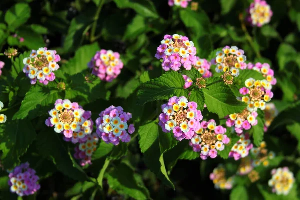 Красочные Цветы Лантана Lantana Camara Мягкий Фон Естественном Солнечном Свете — стоковое фото