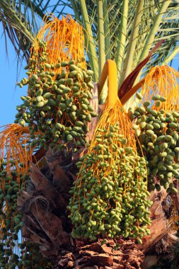 Green dates on a palm tree, Phoenix dactylifera