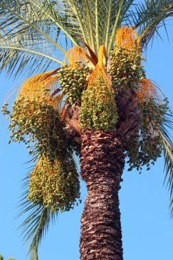 Green dates on a palm tree, Phoenix dactylifera