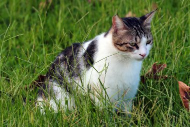 Tabby cat sits in green grass