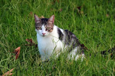 Tabby cat sits in green grass