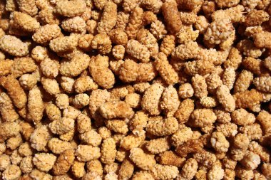 Dried white mulberries as a background