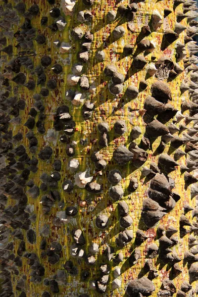 Spiky Trunk Silk Floss Tree Ceiba Speciosa — стокове фото