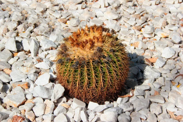 Золотой Бочонок Кактуса Echinocactus Grusonii Белом Гравии — стоковое фото