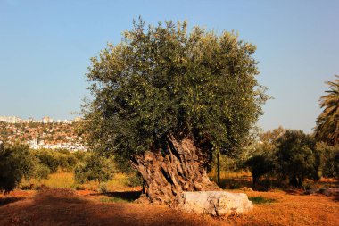 Antalya 'nın Zeytinpark kentinde 1200 yıllık zeytin ağacı. Yeni bir yol inşa edilirken Manisa 'da bulundu, kurtarıldı ve Antalya' ya getirildi..