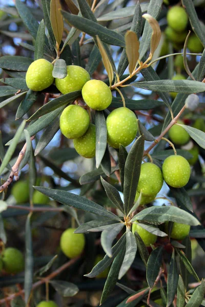 Čerstvé Zelené Olivy Stromě — Stock fotografie