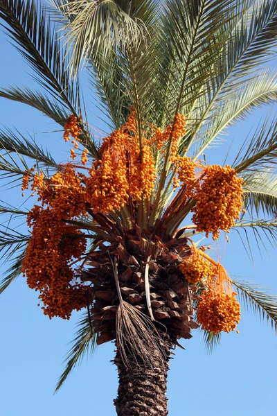 Yellow dates on a palm tree, Phoenix dactylifera