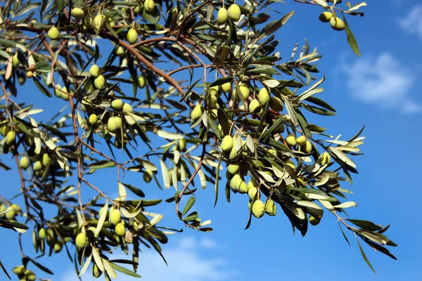 Čerstvé Zelené Olivy Stromě — Stock fotografie