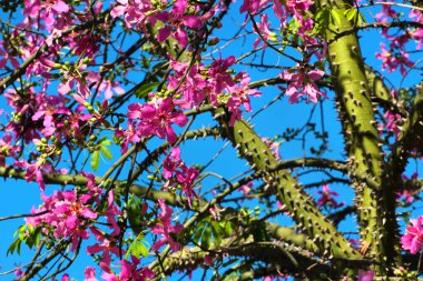 İpek diş ipinden pembe çiçekler. Çiçek açmış Ceiba Specosa.