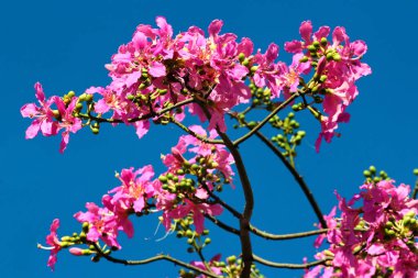 İpek diş ipinden pembe çiçekler. Çiçek açmış Ceiba Specosa.