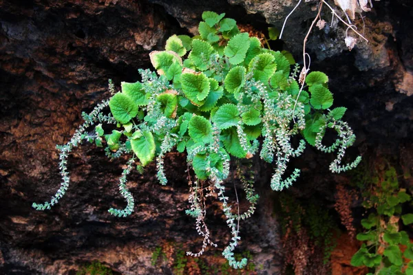 Triaenophora Rupestris Растет Скальной Трещине Листья Цветы Свисают Потолка Пещеры — стоковое фото