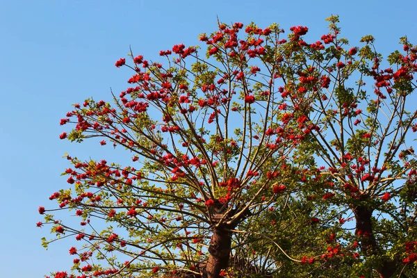 인도의 트리나 이나무 — 스톡 사진