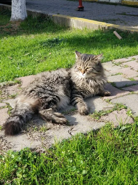 Cat Sleepy Uyuyan Kedi Long Hair — Fotografia de Stock