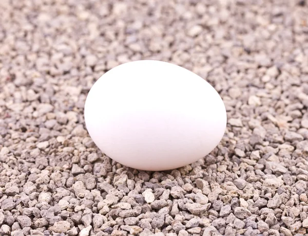 Çakıl üzerinde beyaz yumurta - Stok İmaj