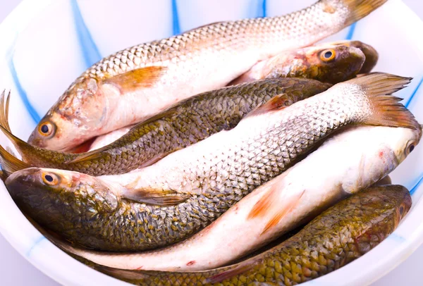 bir kase içinde balık