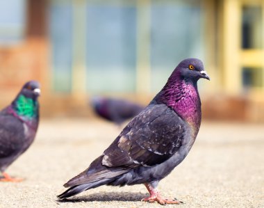 güzel, gurur güvercin