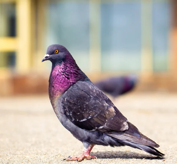 Pigeon solitaire et glamour — Photo
