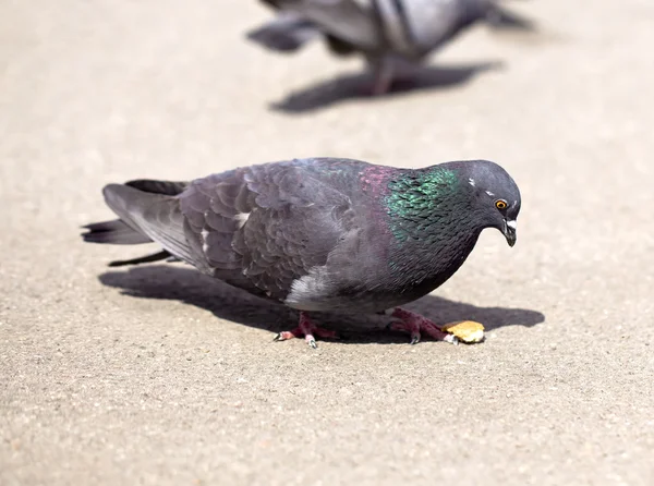 kumru ve ekmek kırıntısı