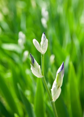 güzel Zambak çiçeği, Hanedan lily