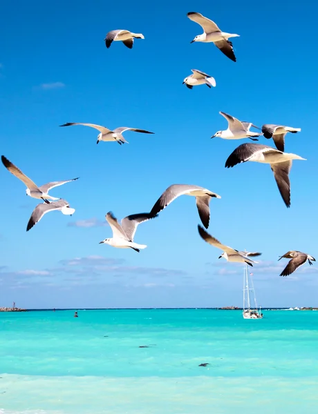 Gaviotas volando en el cielo Fotos De Stock