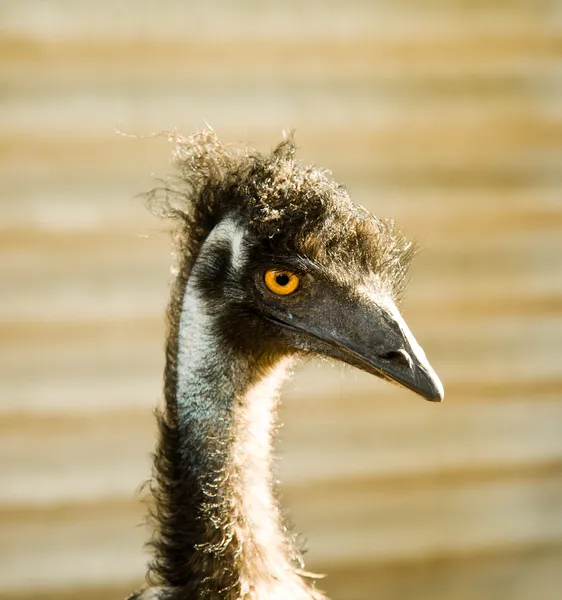 A avestruz engraçada Imagem De Stock
