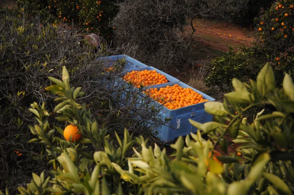 Poubelles d'oranges fraîches — Photo