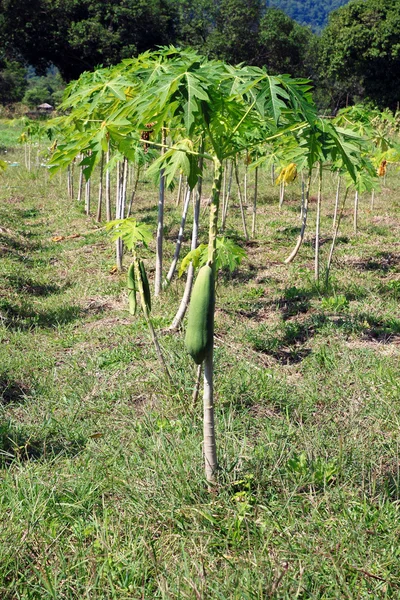 Papayas en el pequeño árbol, en Tailandia —  Fotos de Stock