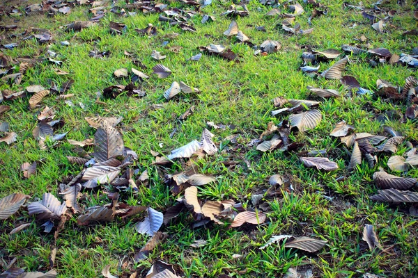 Осенние листья на фоне зеленой травы — стоковое фото