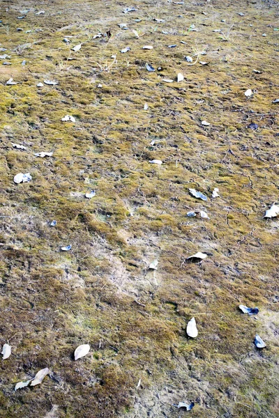 El suelo está cubierto de hojas secas y ramitas — Foto de Stock