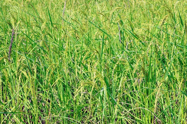 Ladang beras sereal dengan duri matang — Stok Foto