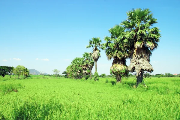 Palmeras de azúcar en el campo, Tailandia —  Fotos de Stock